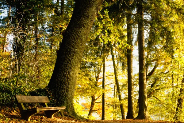 Duitsland, Hamburg, herfst bos, bench — Stockfoto