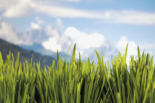 Grass against mountain landscape — Stock Photo, Image