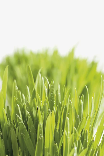 Grass against white — Stock Photo, Image