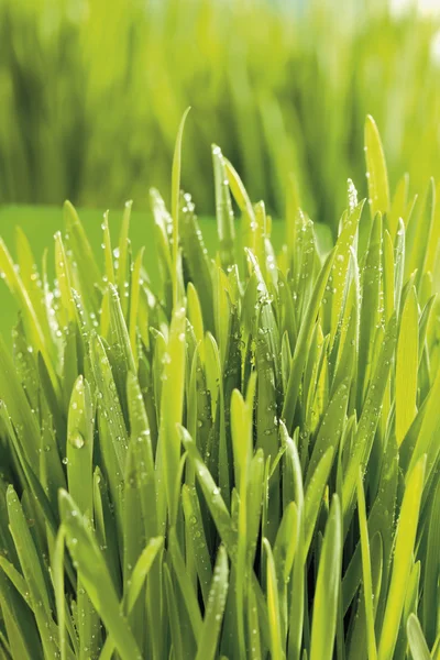 Green Grass close up — Stock Photo, Image