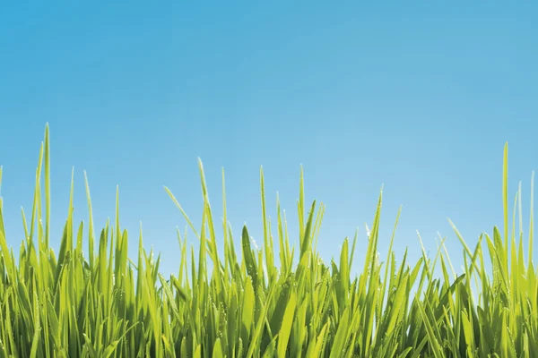 Grass against blue sky — Stock Photo, Image