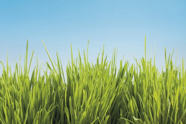 Grass against blue sky — Stock Photo, Image