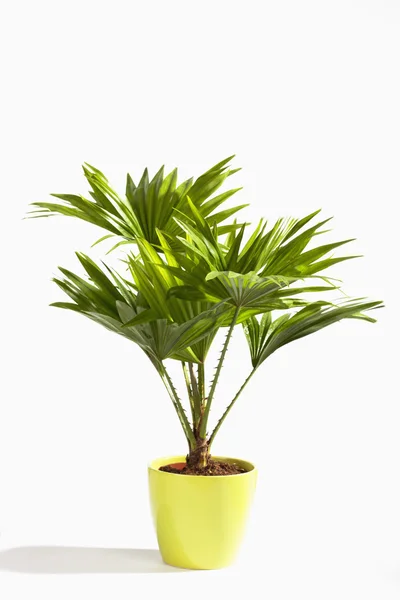 Planterad palm — Stockfoto