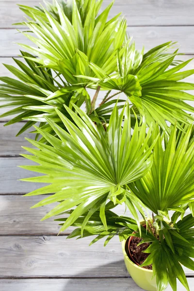 Potter palm tree — Stockfoto