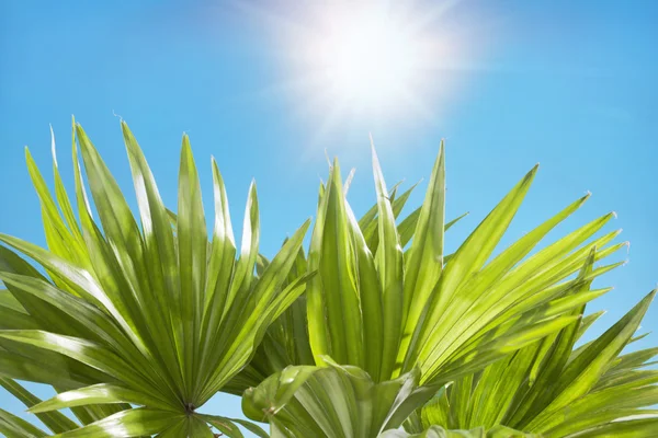 Palm leaves sunny blue sky — Stock Photo, Image