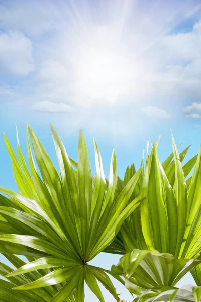 Palm leaves on blue sky background — Stock Photo, Image
