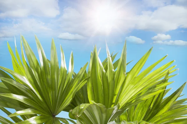 Palm leaves on blue sky background — Stock Photo, Image