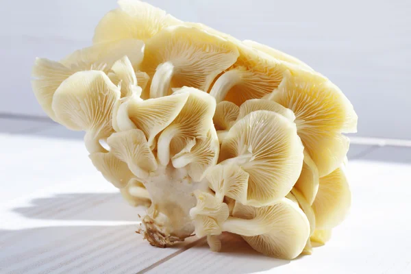 Golden oyster mushrooms — Stock Photo, Image