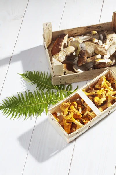 Boletus 및 황금 살구 버섯 — 스톡 사진