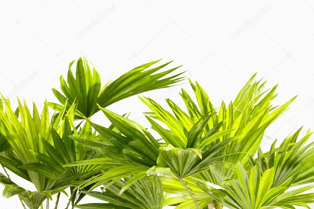 Palm leaves on white