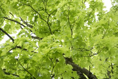 Almanya, Bavyera, Ebenhausen, Norveç akçaağaç (Acer platanoides) yaprakları, yakın çekim