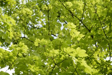 Almanya, Bavyera, Ebenhausen, Norveç akçaağaç (Acer platanoides) yaprakları, yakın çekim