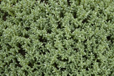 Deniz Sandwort (Honckenya peploides), yakın çekim