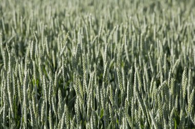 Almanya, Bavyera, Irschenhausen, buğday alan, (Triticum sativum)