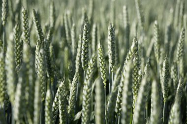 Almanya, Bavyera, Irschenhausen, buğday alan, (Triticum sativum)