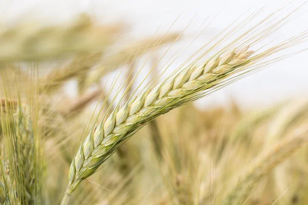 Çavdar alanı ile spikelets