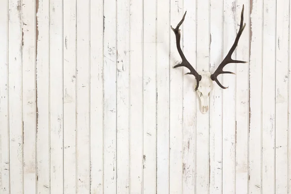 白い壁に鹿の角 — ストック写真
