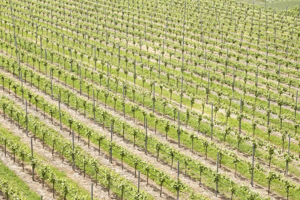 Wijngaard landschap in Duitsland — Stockfoto