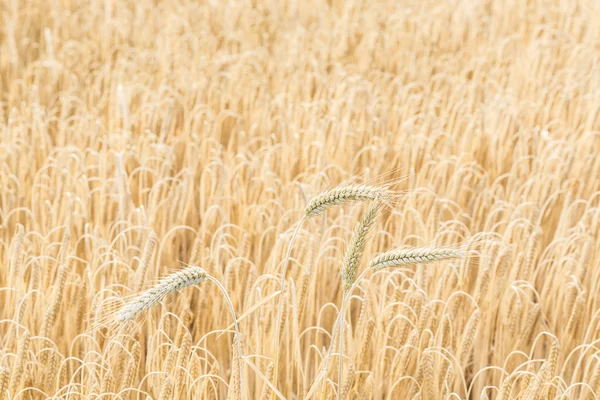 Rye field with spikelets — Stock Photo, Image