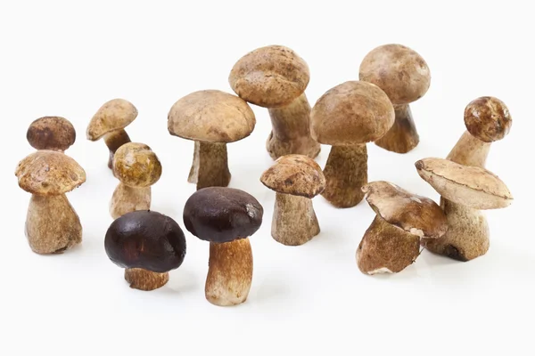 노란색 흰색 배경에 boletus, 클로즈업 — 스톡 사진