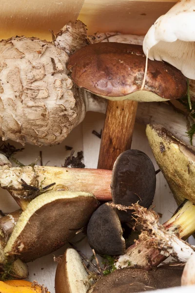 흰색 바탕에 버섯의 다양 한 클로즈업 — 스톡 사진