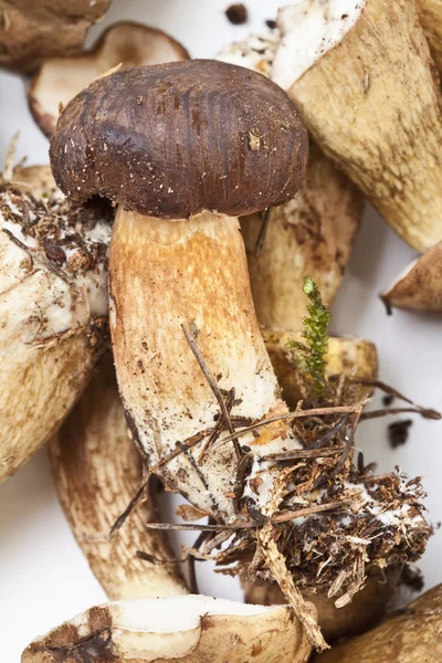 노란색 흰색 배경에 boletus, 클로즈업 — 스톡 사진