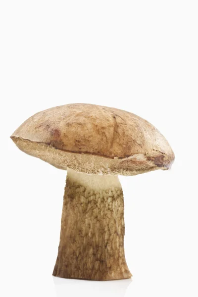 Yellow boletus on white background, close up — Stock Photo, Image