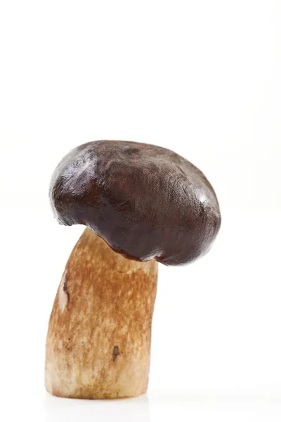 Gul boletus på vit bakgrund, på nära håll — Stockfoto