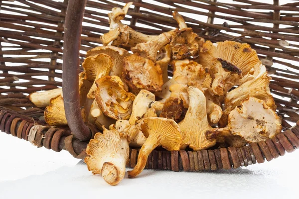 Chanterelles in basket, close-up — Stock Photo, Image