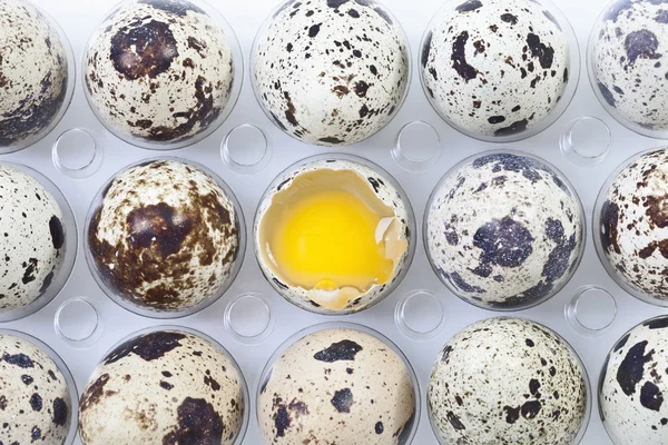 Пятнистые перепелиные яйца в яичной коробке с одним разбитым, возвышенным видом — стоковое фото