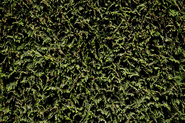 Thuja-Hedge, close-up — Stock Photo, Image