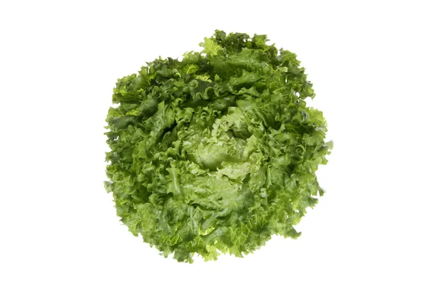 Lettuce (Lactuca sativa var. capitata), close up — Stock Photo, Image