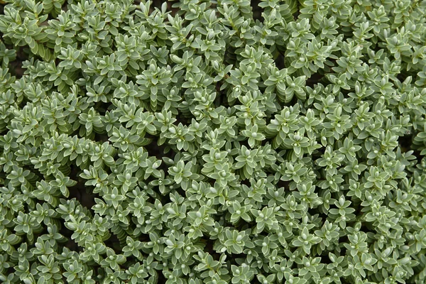 바다 Sandwort (Honckenya peploides)가 까이 서 — 스톡 사진