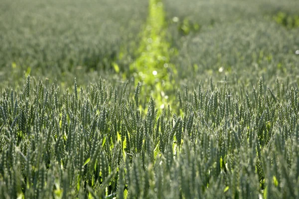 Niemcy, Bawaria, Irschenhausen, pole pszenicy (Triticum sativum), pełna klatka — Zdjęcie stockowe