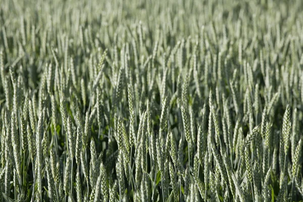 Niemcy, Bawaria, Irschenhausen, pole pszenicy (Triticum sativum) — Zdjęcie stockowe