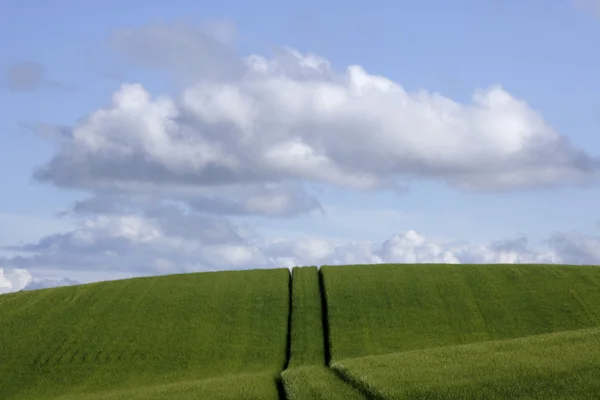 Germany, Bavaria, Irschenhausen, Vehicle tracks through rye field (Secale cereale) — Stock Photo, Image