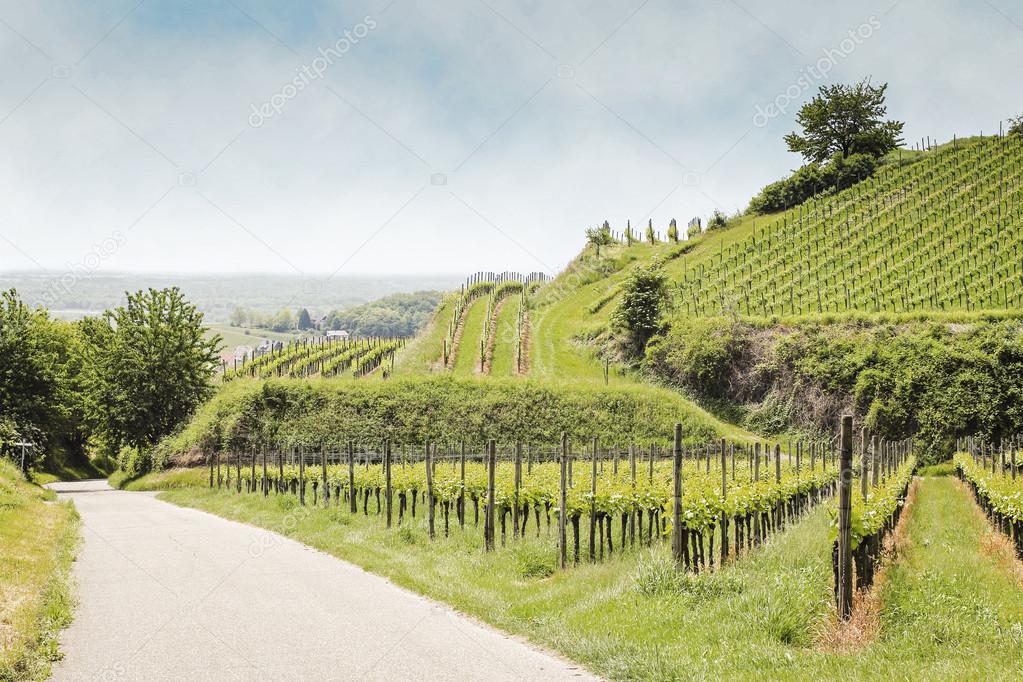 Vineyard landscape in Germany