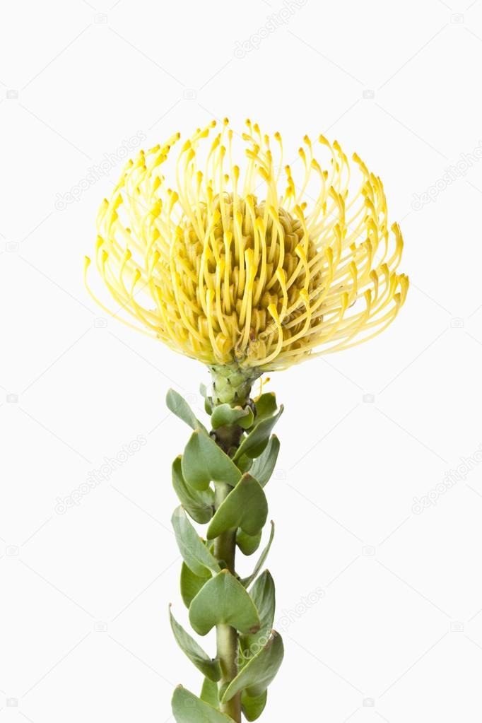 Pincushion Protea flower (Leucospermum cordifolium), close-up