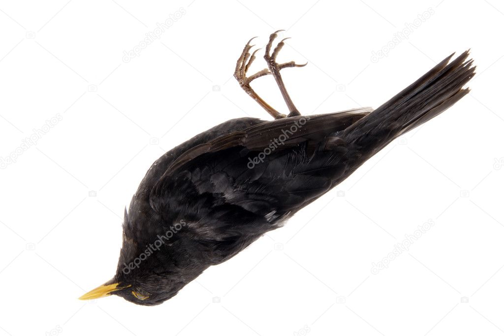 Blackbird (Turdus merula), dead, close up