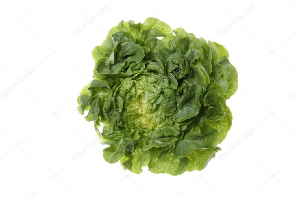 Lettuce (Lactuca sativa var. capitata), close up