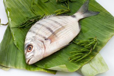 Mermer rockcod, ham