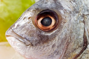 Mermer rockcod, baş