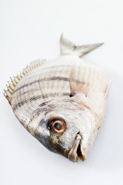 Mermer rockcod, ham