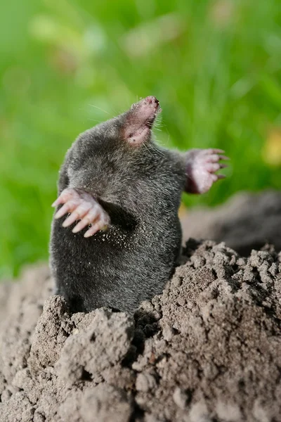 Talpa su mucchio di terra — Foto Stock