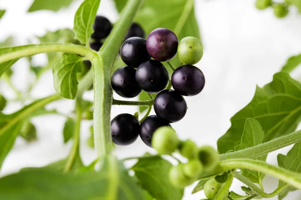 Black nightshade fruits and leaves — Stock Photo, Image