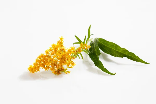 Goldenro, flor, planta medicinal — Foto de Stock