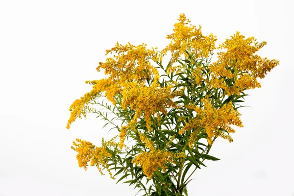 Goldenrod blossoms, medicinal plant — Stock Photo, Image