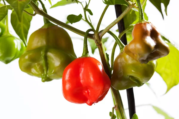 Pimenta de sino em galho — Fotografia de Stock