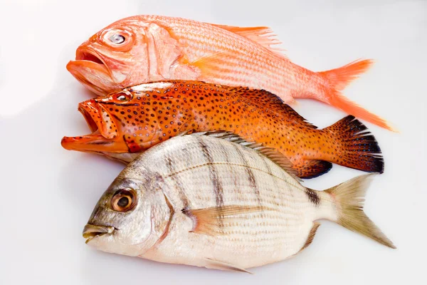 Different food fishes — Stock Photo, Image