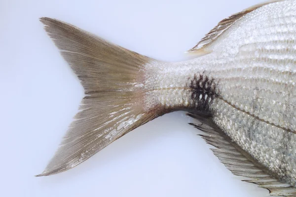 Fin of marbled rockcod — Stock Photo, Image